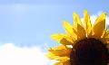 Donation eCard - Sunflower